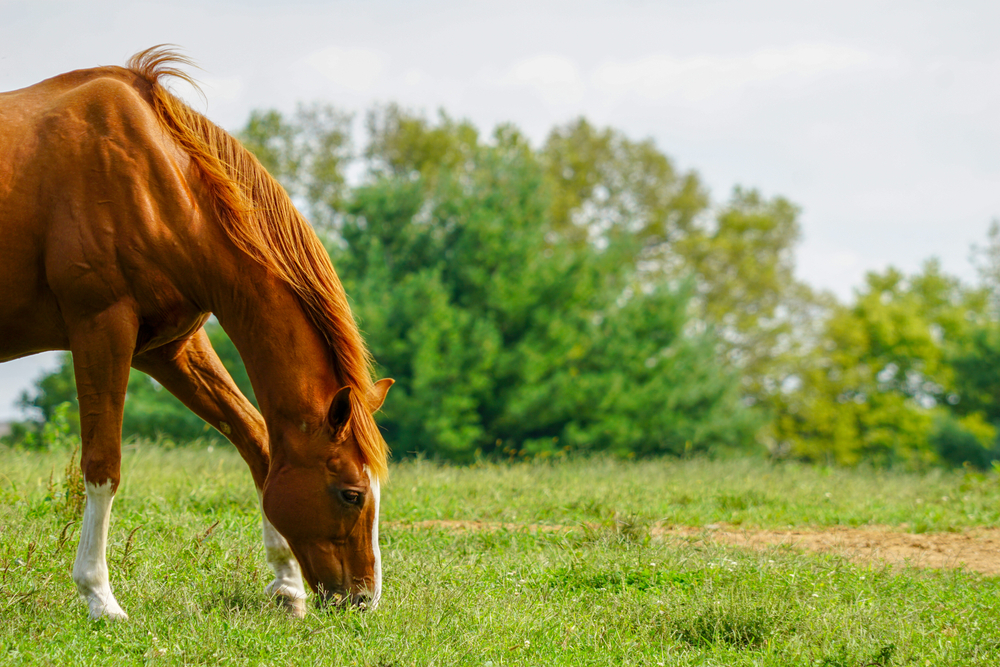 A brown horse grazing on some green grass.