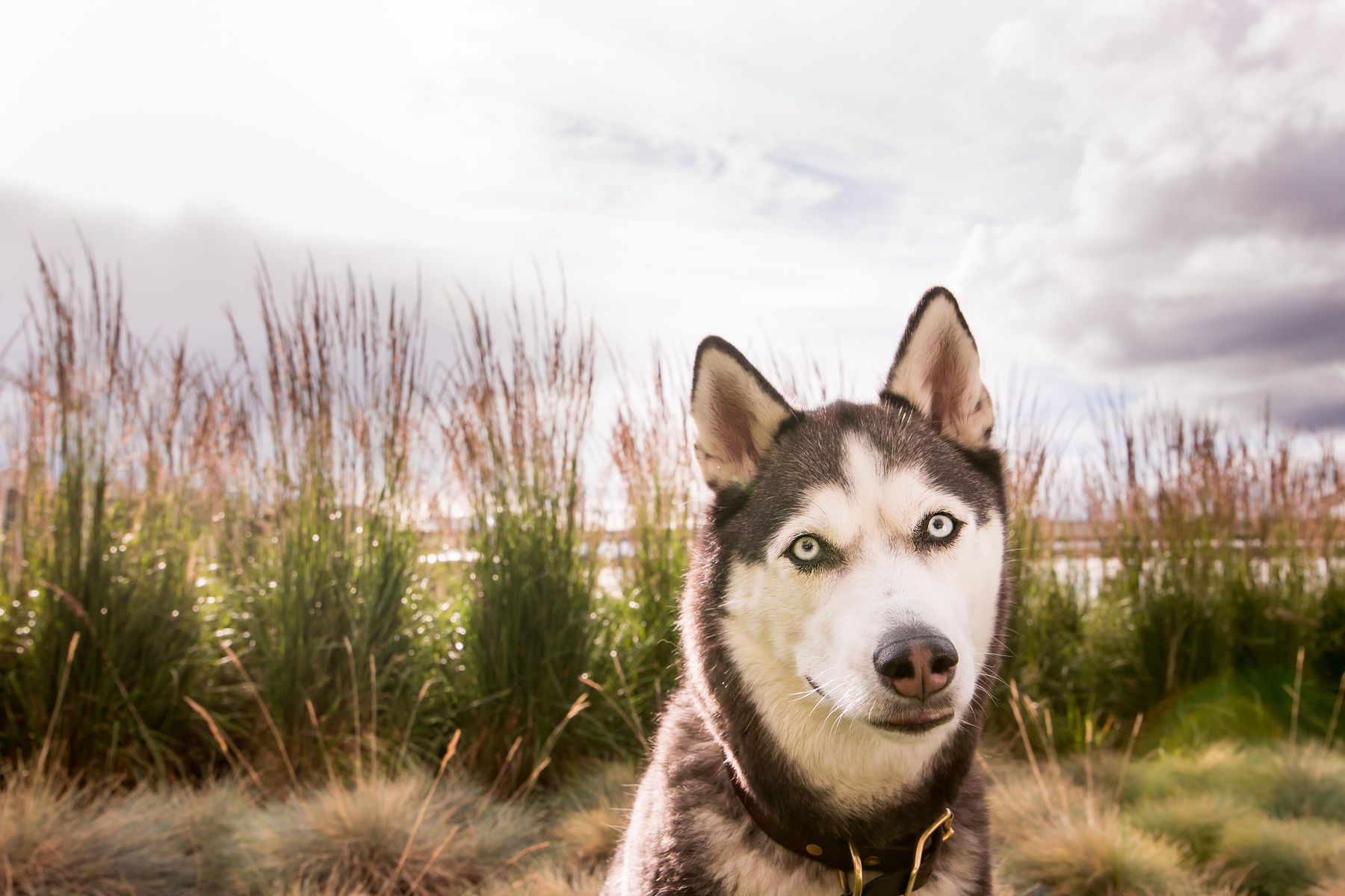 Husky sitting in front of tall grass.