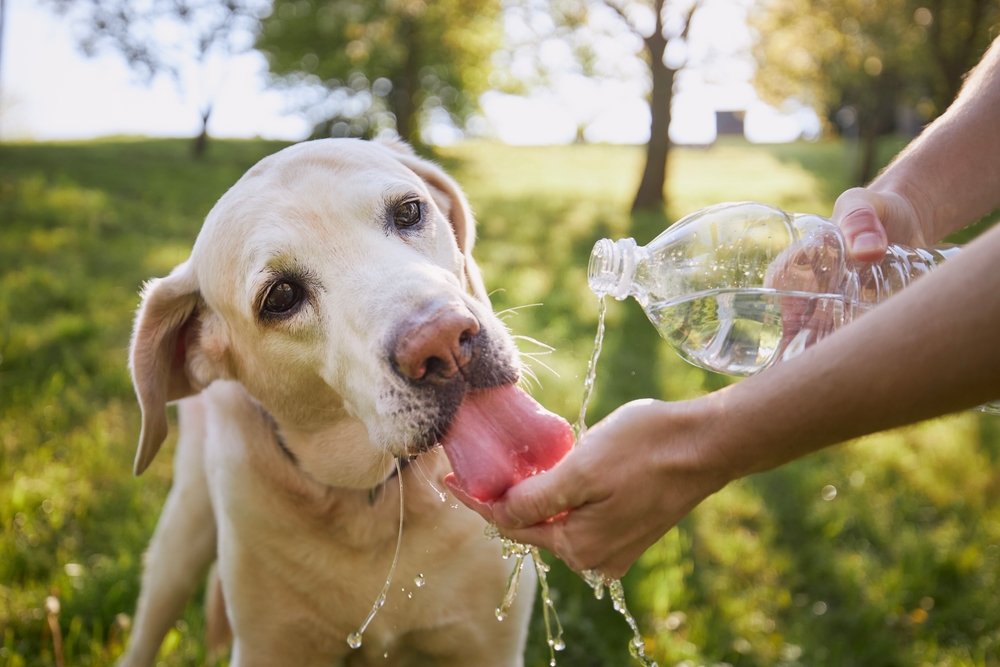 Labrador retriever drinking water from plastic bottle; owner takes care of his labrador retriever during hot sunny day.