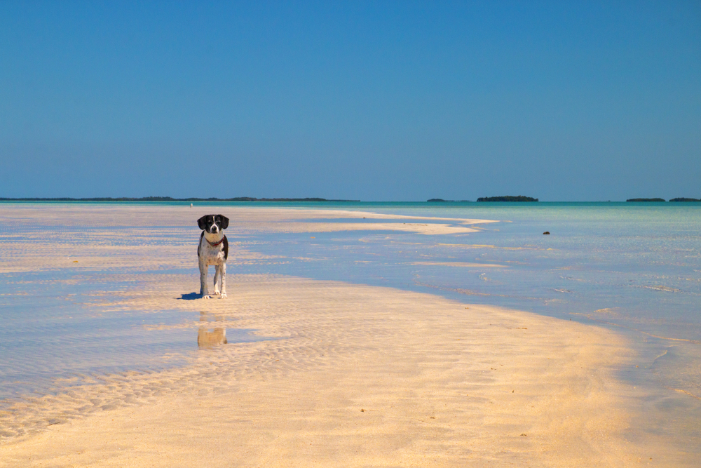 Cute black and white dog on tropical sandbar during low tide in Key West.