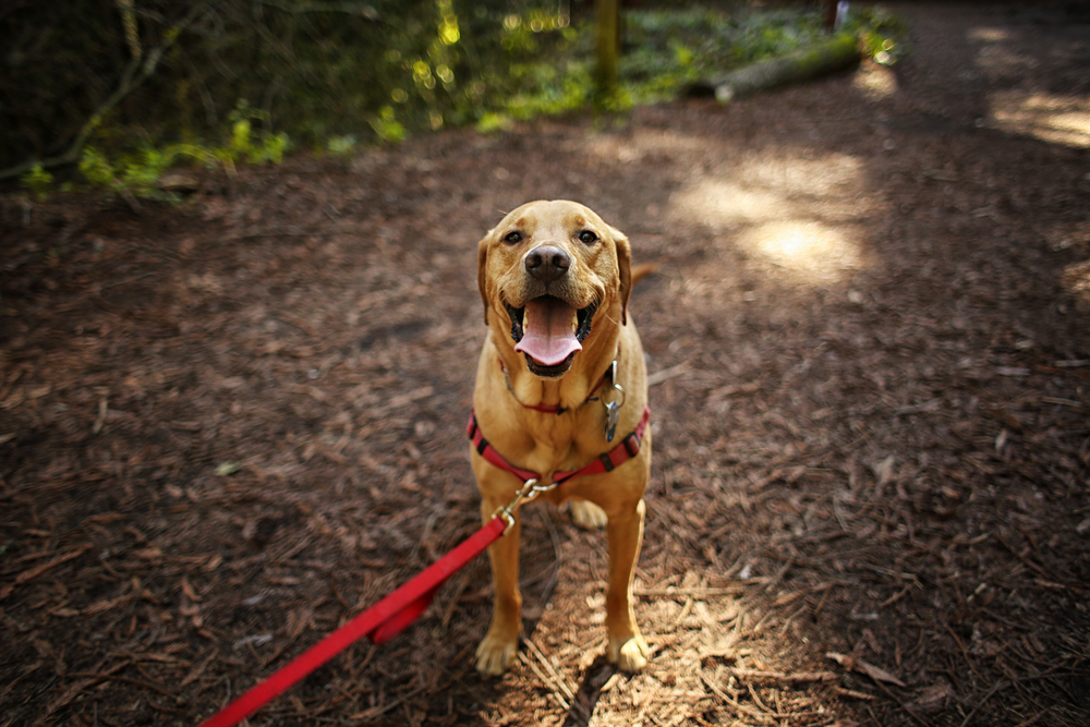 Happy mixed breed Labrador dog stopping on a hike in the woods.