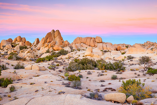 joshua-tree-at-sunset