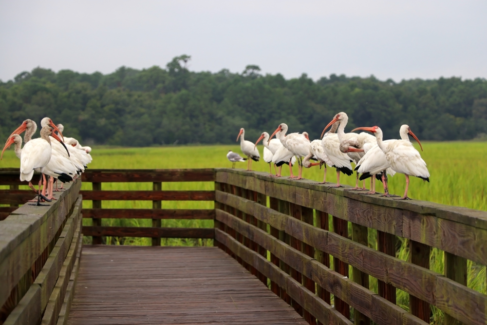 White ibises on a wooden boardwalk boundary at the extensive salted marsh in shallow depth of field.