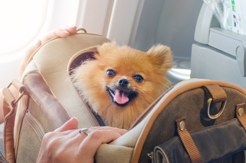 A small Pomaranian in a travel bag sitting happily in coach.