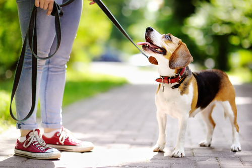 puppy-on-leash