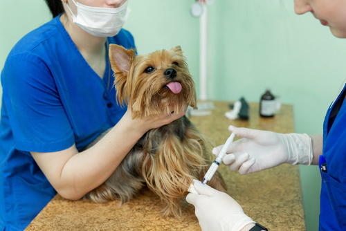 dog-being-vaccinated