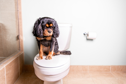 cute-dog-on-tiny-toilet