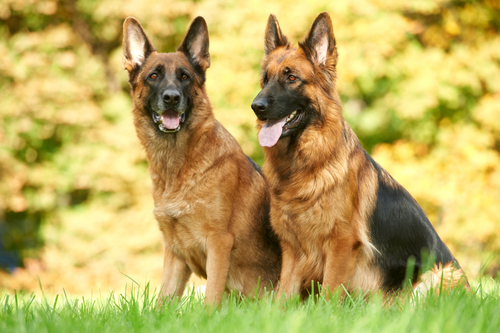 two-german-sheperds