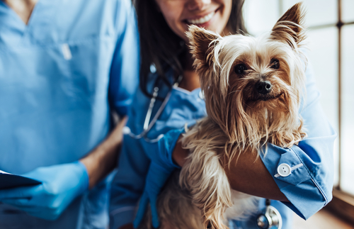 Cropped image of a veterinarian and his assistant at a vet clinic examining a little Yorkshire Terrier.