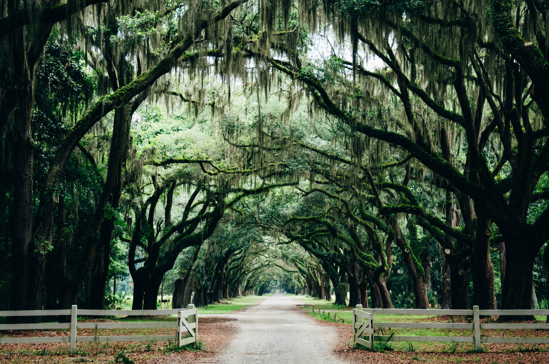 Spanish moss hanging from a series of trees in a park.