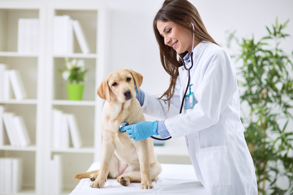 Veterinarian doctor and a labrador puppy at vet's office.