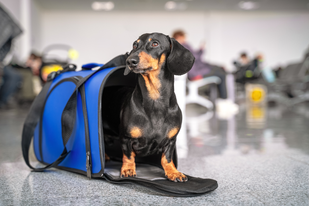 Obedient dachshund dog sits in blue pet carrier in public place and waits the owner.