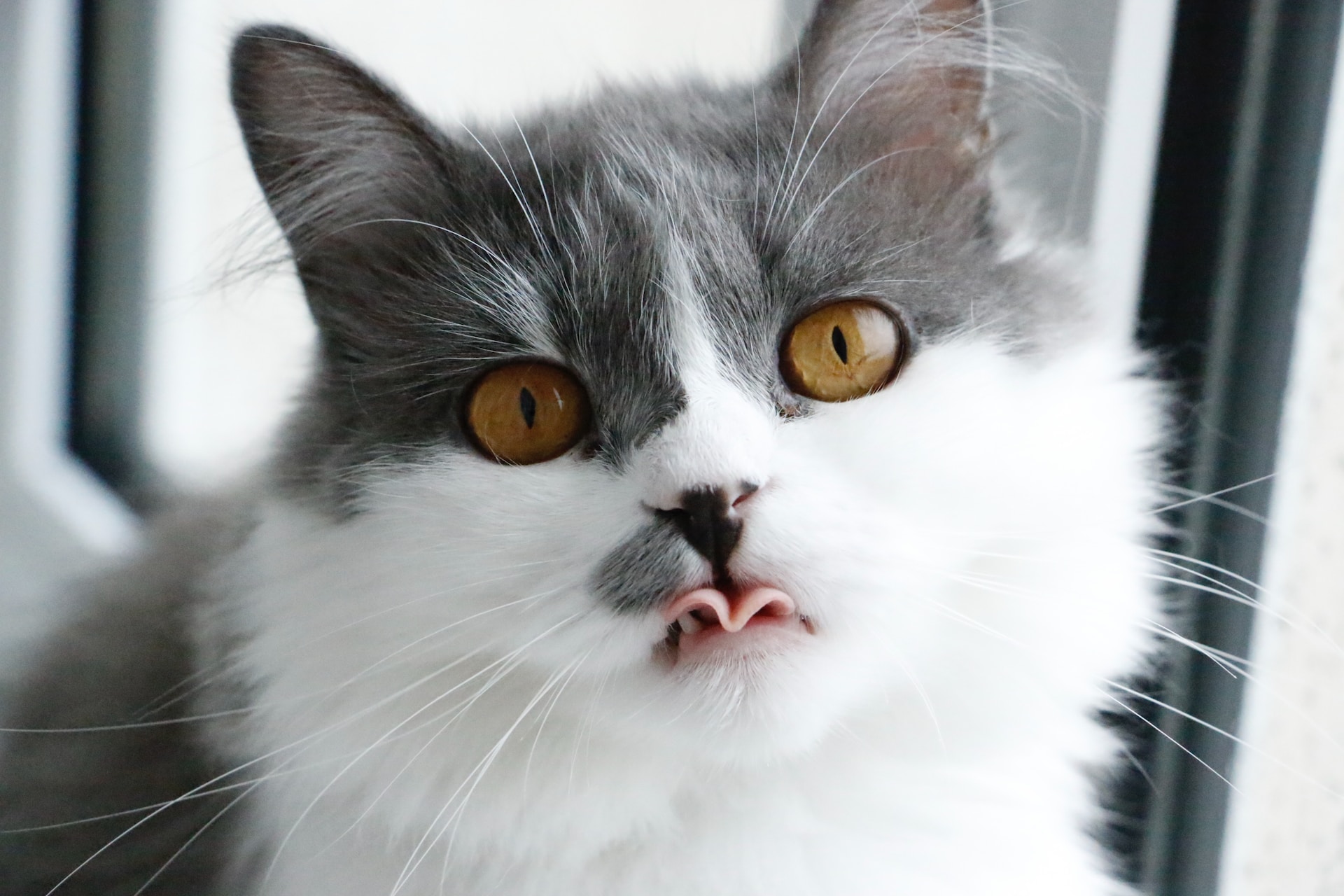 A close up of a cat showing it's tongue.