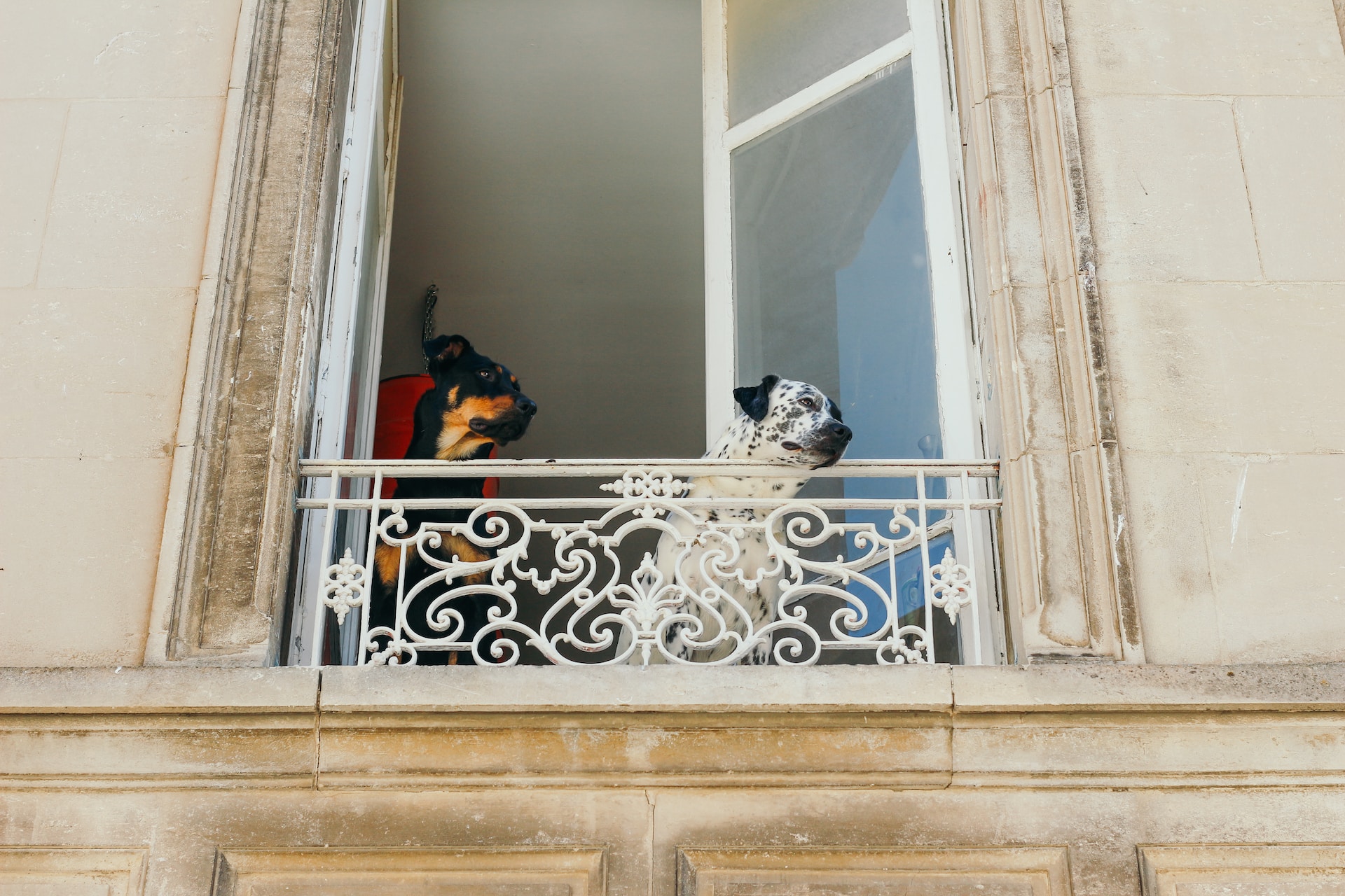 Two dogs in a window looking at the passing people down below.