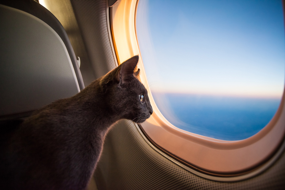 A cat looking out the window on an airplane.