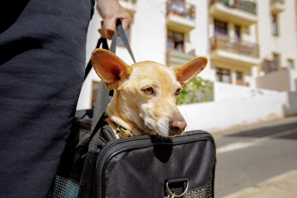 A dog being hand carried in a luggage.