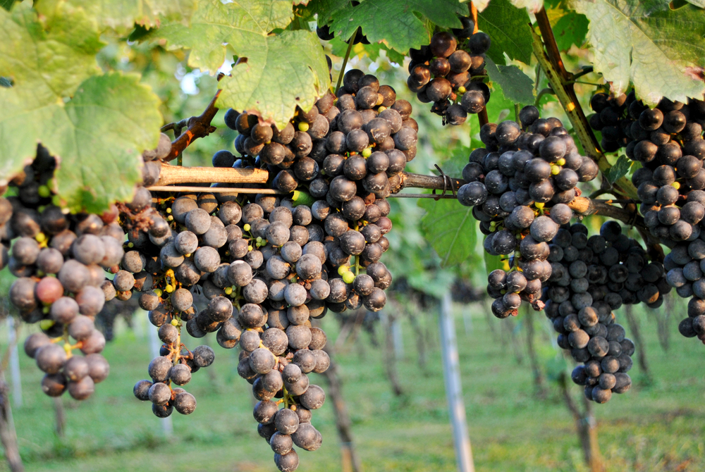 Red grapes on a vine in a vineyard in Maryland.
