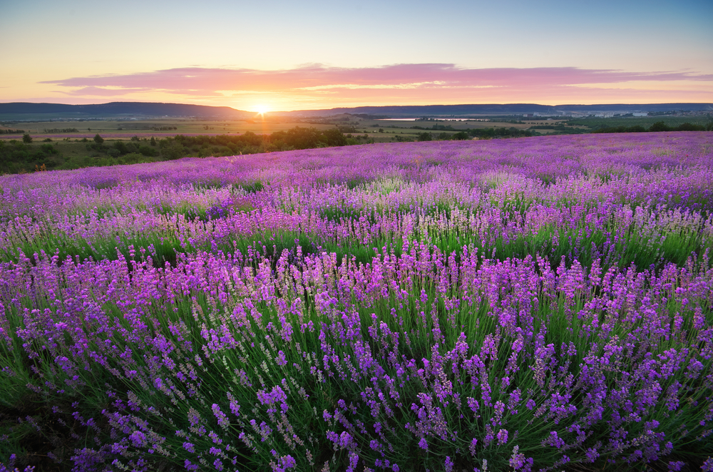 A meadow of lavender as far as the eye can see.