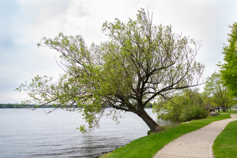 A leaning tree on Lake Cadillac in Cadillac, Michigan.
