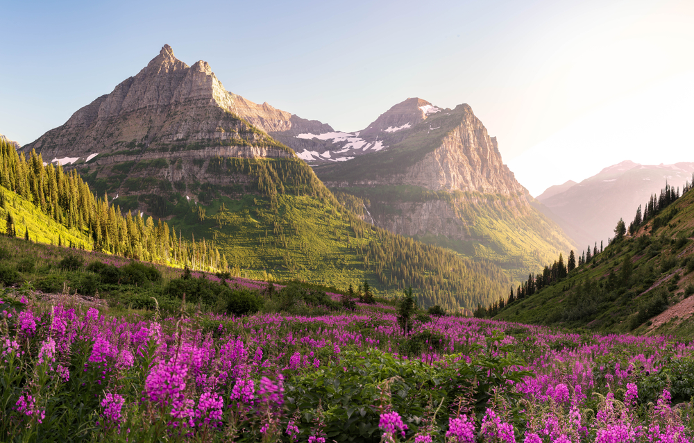 Beautiful pink wildflowers in the foreground with mountains behind and expansive greenery at Glacier National Park.