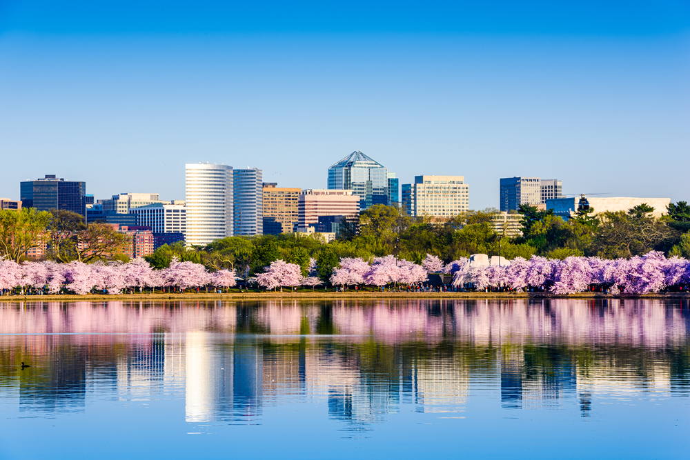 washington-dc-during-cherry-blossom-season