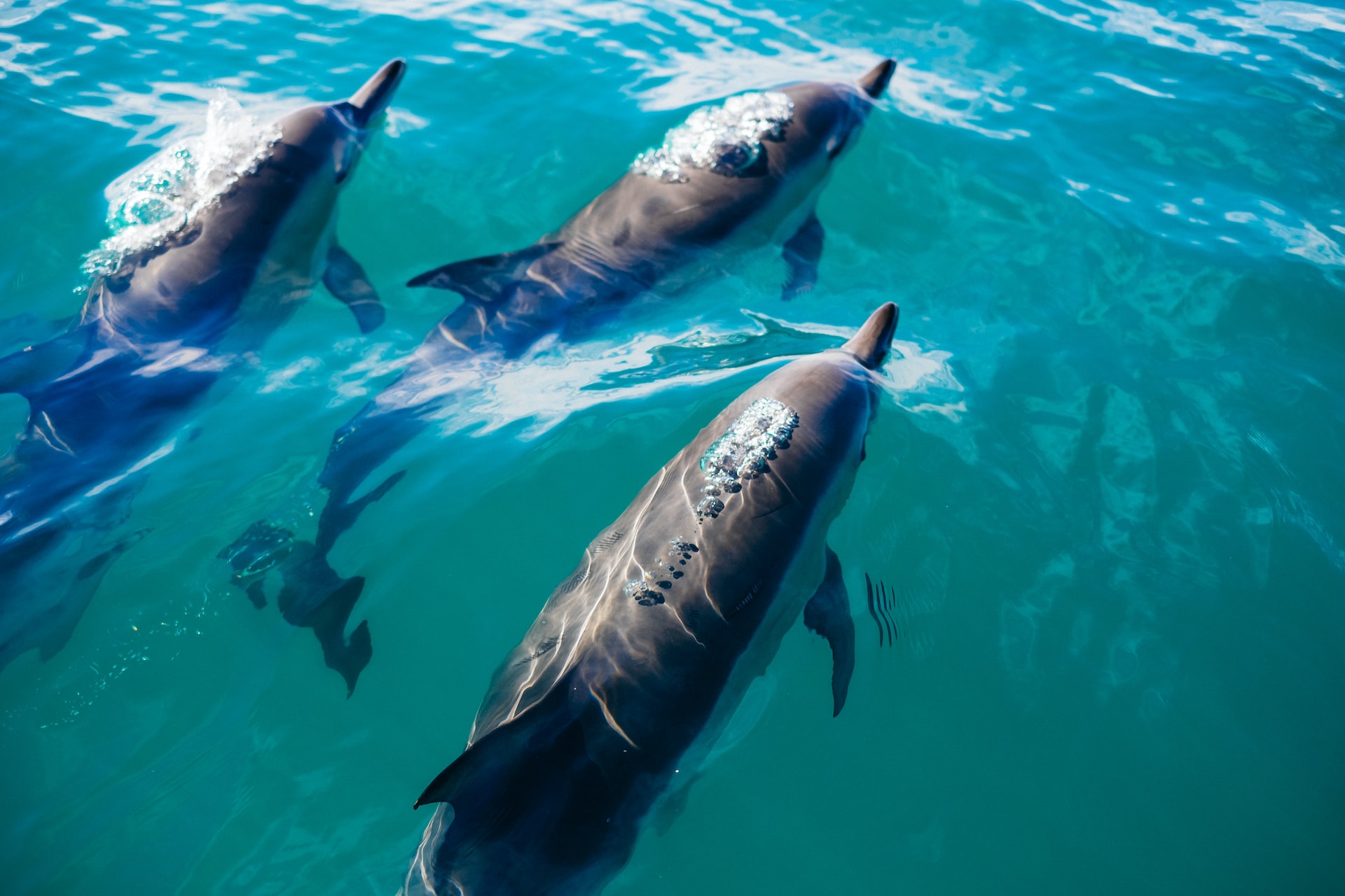 A pod of dolphins blowing bubbles out of their blowholes.