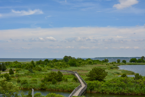 A solitary boardwalk leading out to Kent Island.