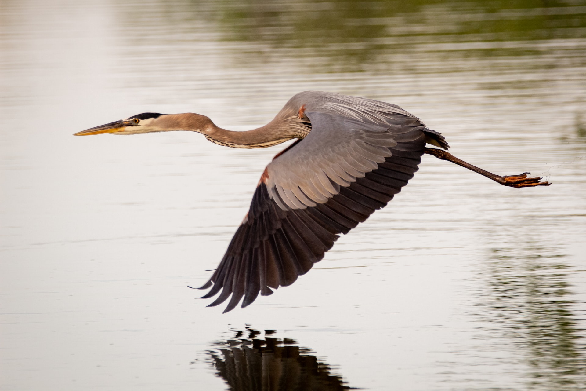 A great blue heron flying past, just over the water.