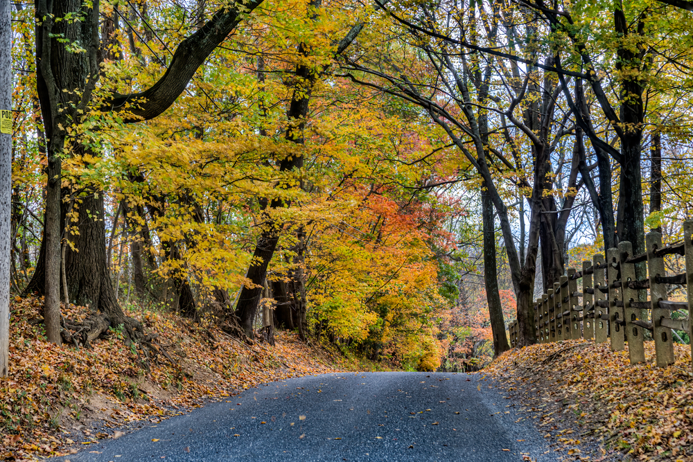 A country road during the fall season with colorful foliage in Western Maryland.