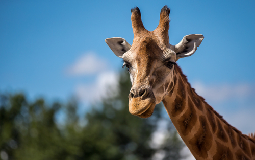 giraffe-up-close