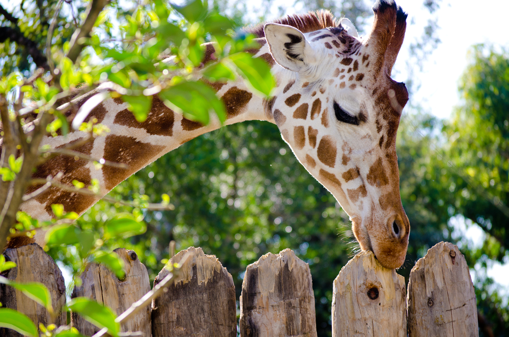 giraffe-chewing-on-wooden-fence