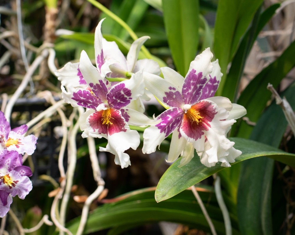 Orchids at the Daniel Stowe Botanical Gardens.