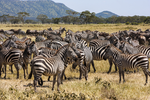 zebras-in-tanzania