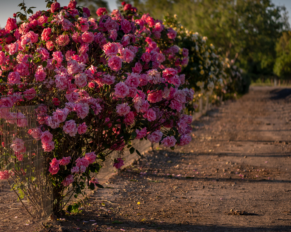 fence-covered-with-rose-bushes