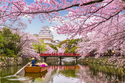 japan-cherry-blossoms