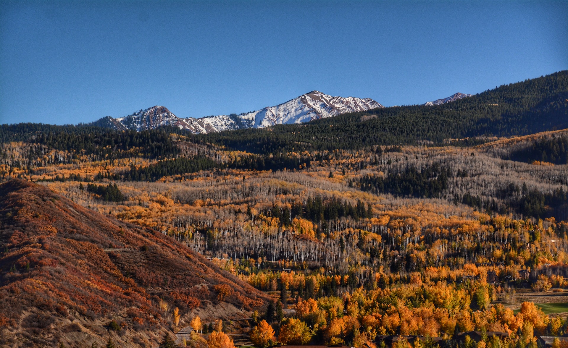 Yellow trees on a mountainside with Aspen Mountain visible behind them.