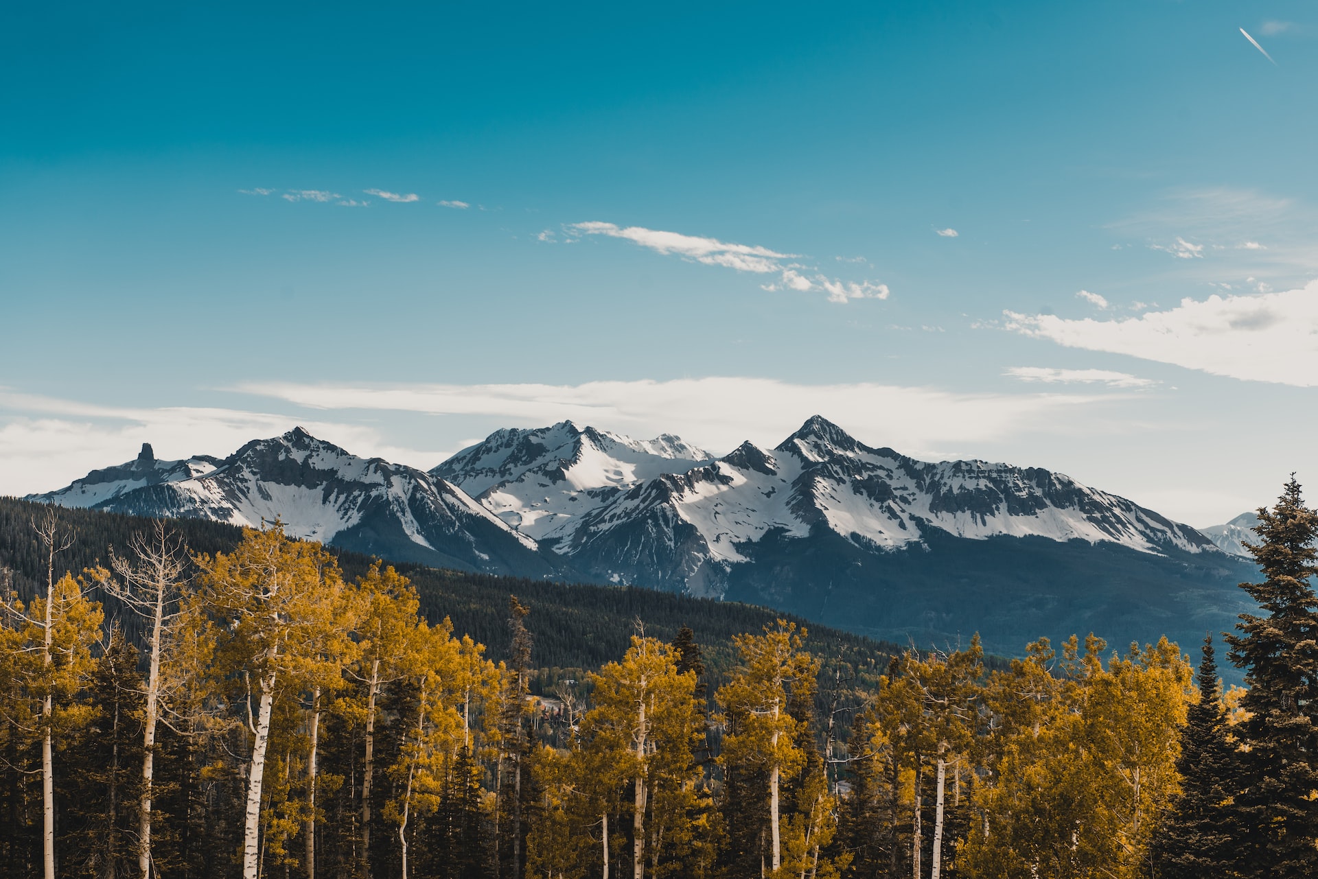 Trees with yellows leaves with the majestic snowy capped Rocky Mountains in the background.