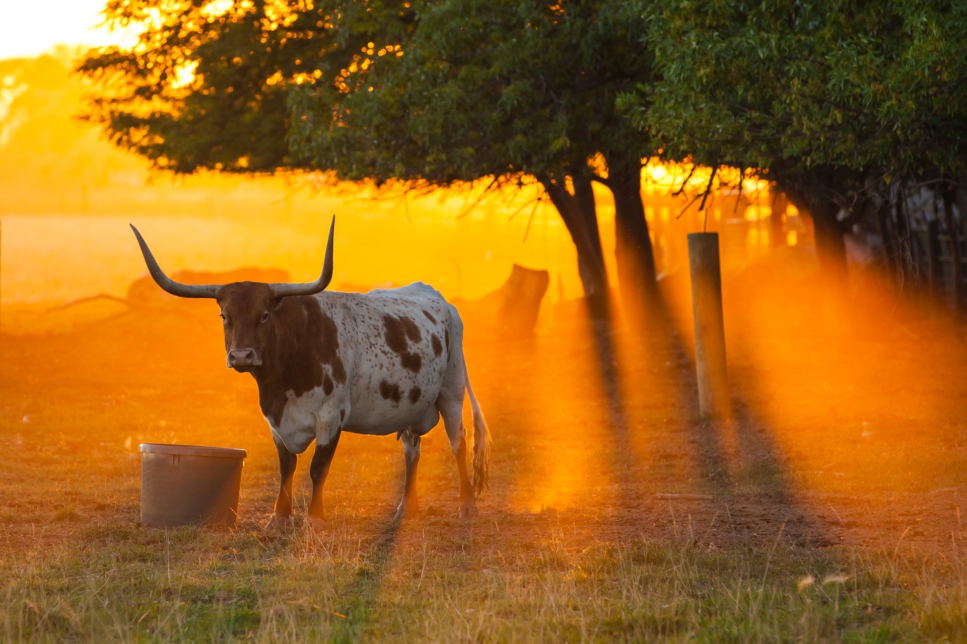 Beautiful golden light as the sun sets on a longhorn cow.