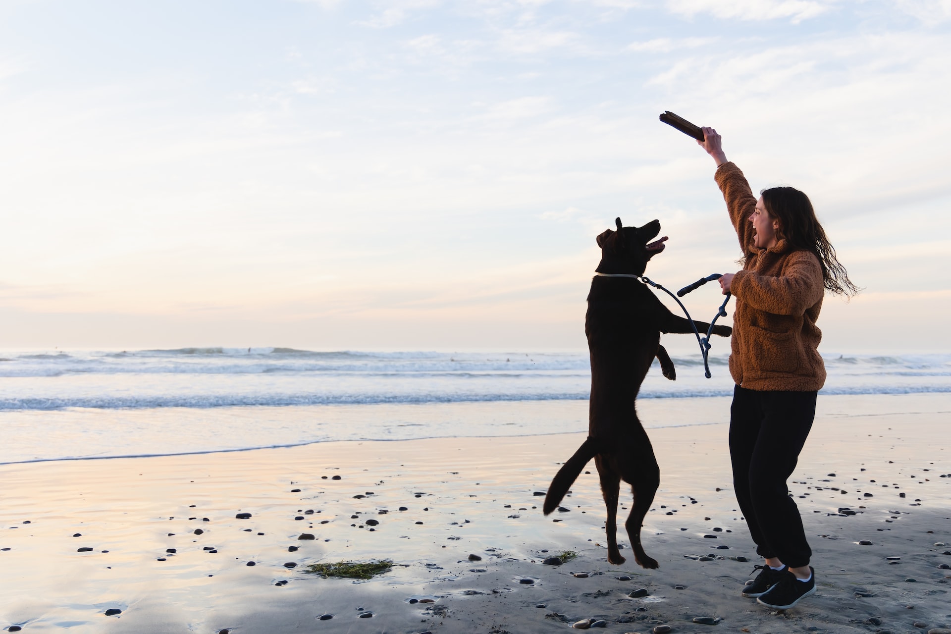 A black lab jumping for a stick in its owner's outstretched hand on the beach.