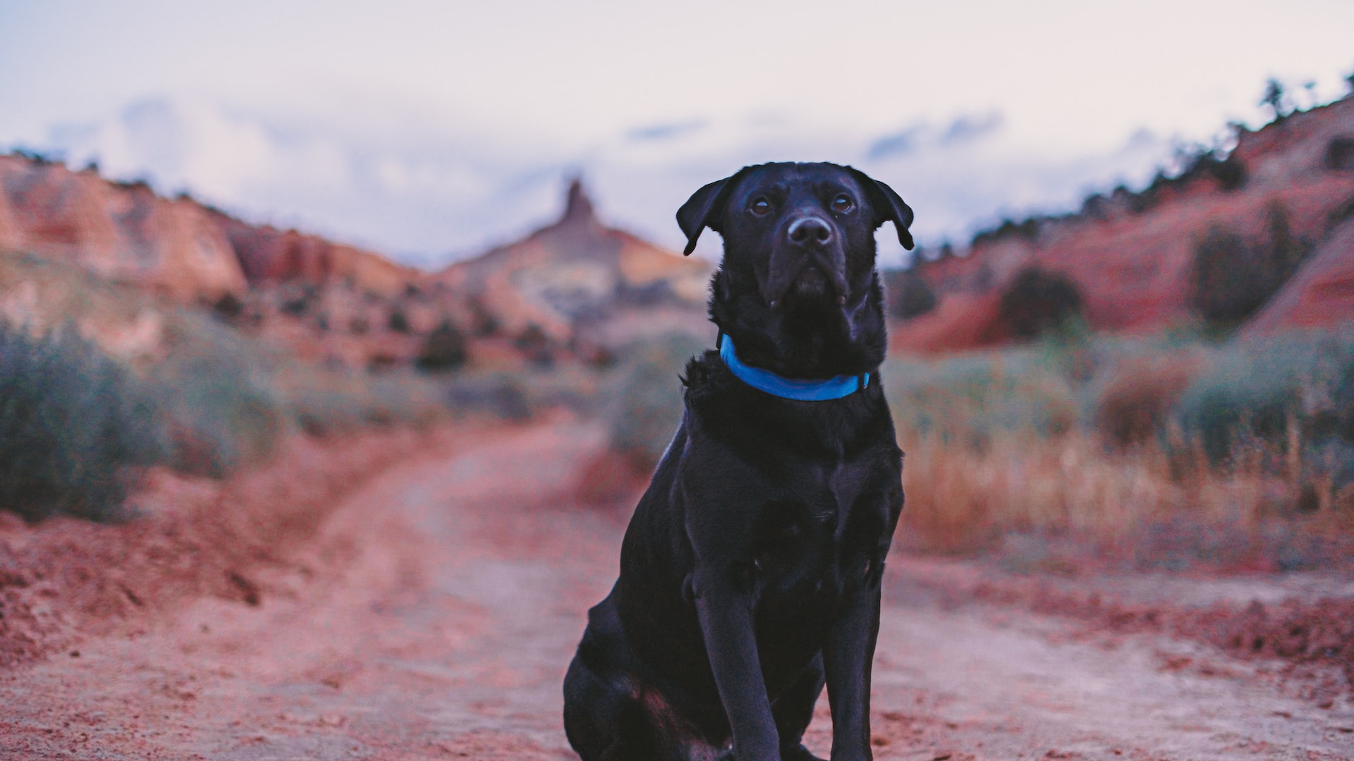 A black lab being a good boy sitting in a red clay desert roadway.