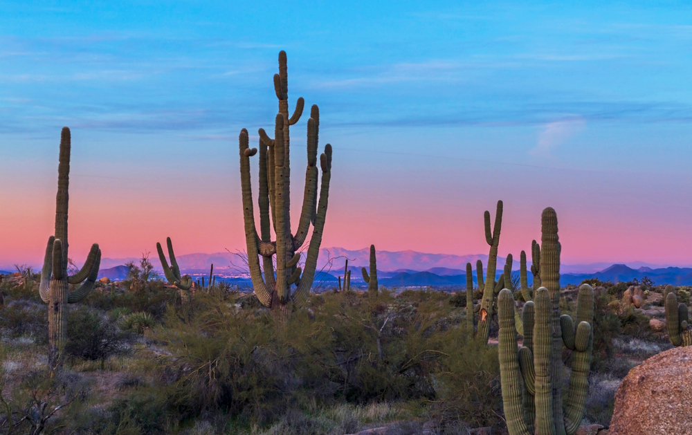 cacti-in-phoenix-at-sunrise