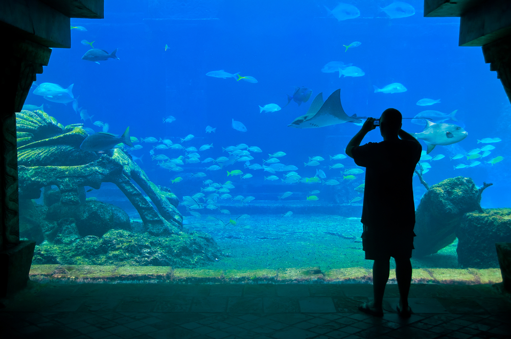 Man taking a photo at an aquarium.