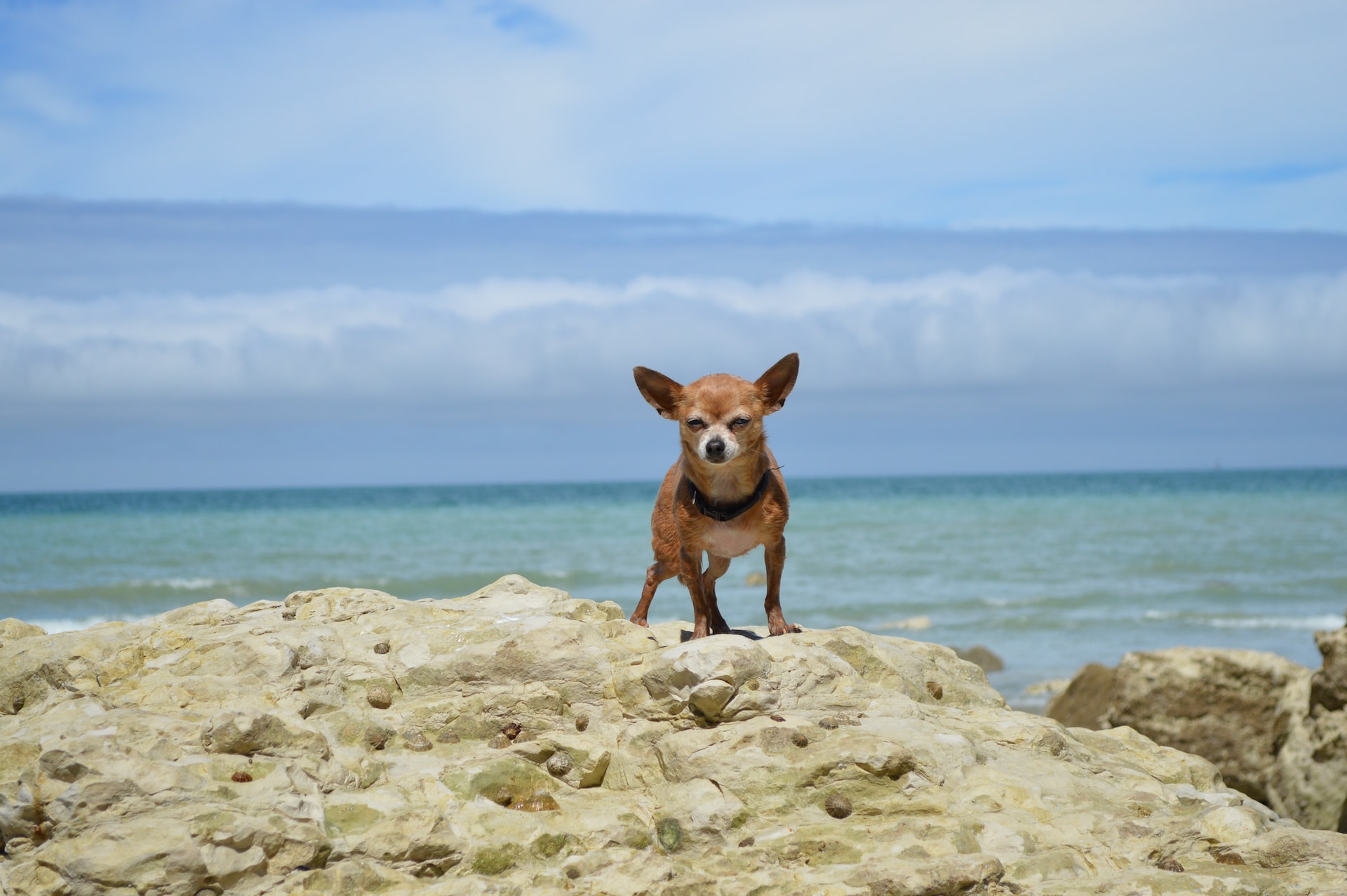 Bunny the Chihuahua on the beach.