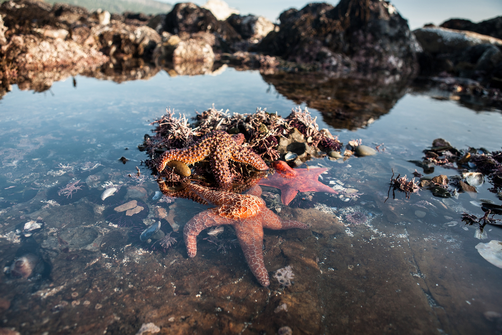 Seastars are found in a tide pool at Salt Point State Park in California.