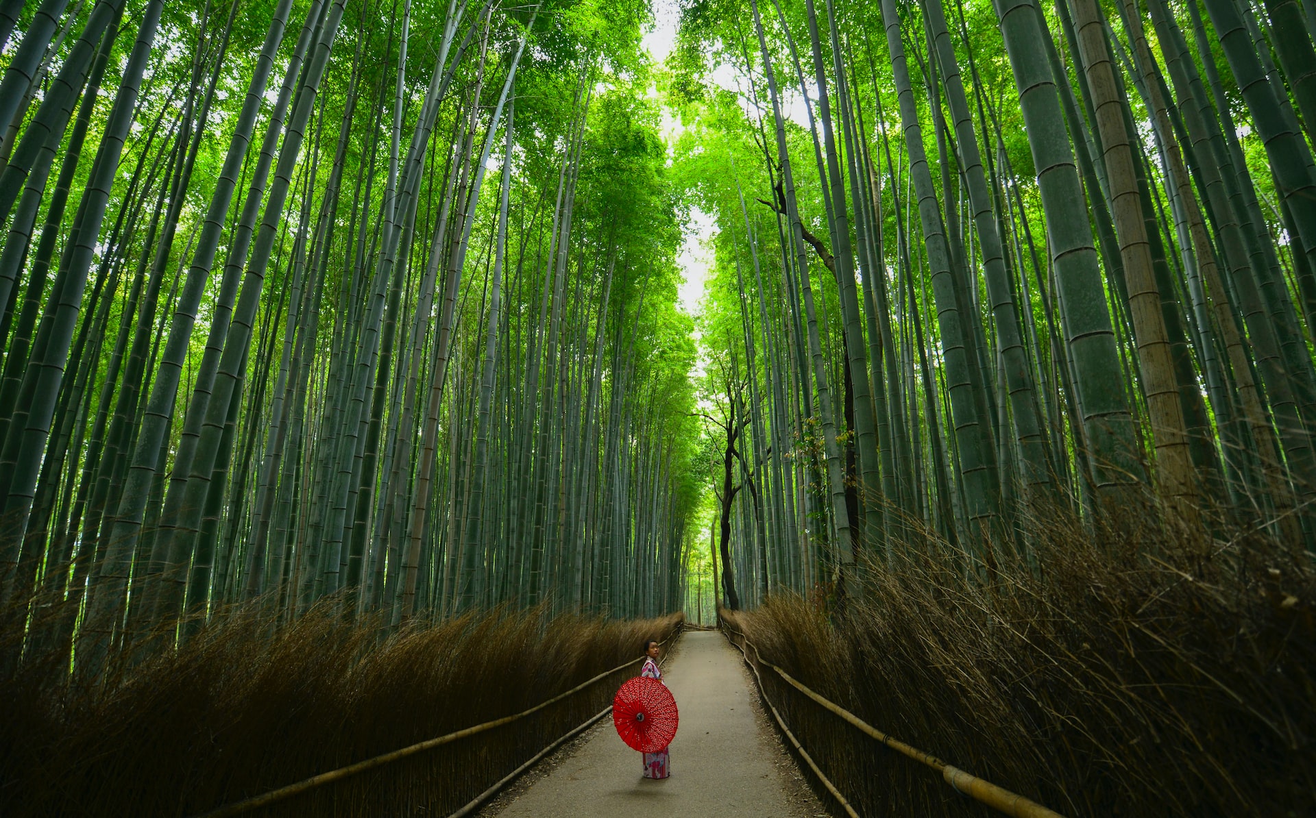 The spectacular bamboo forest in Kyoto, Japan.