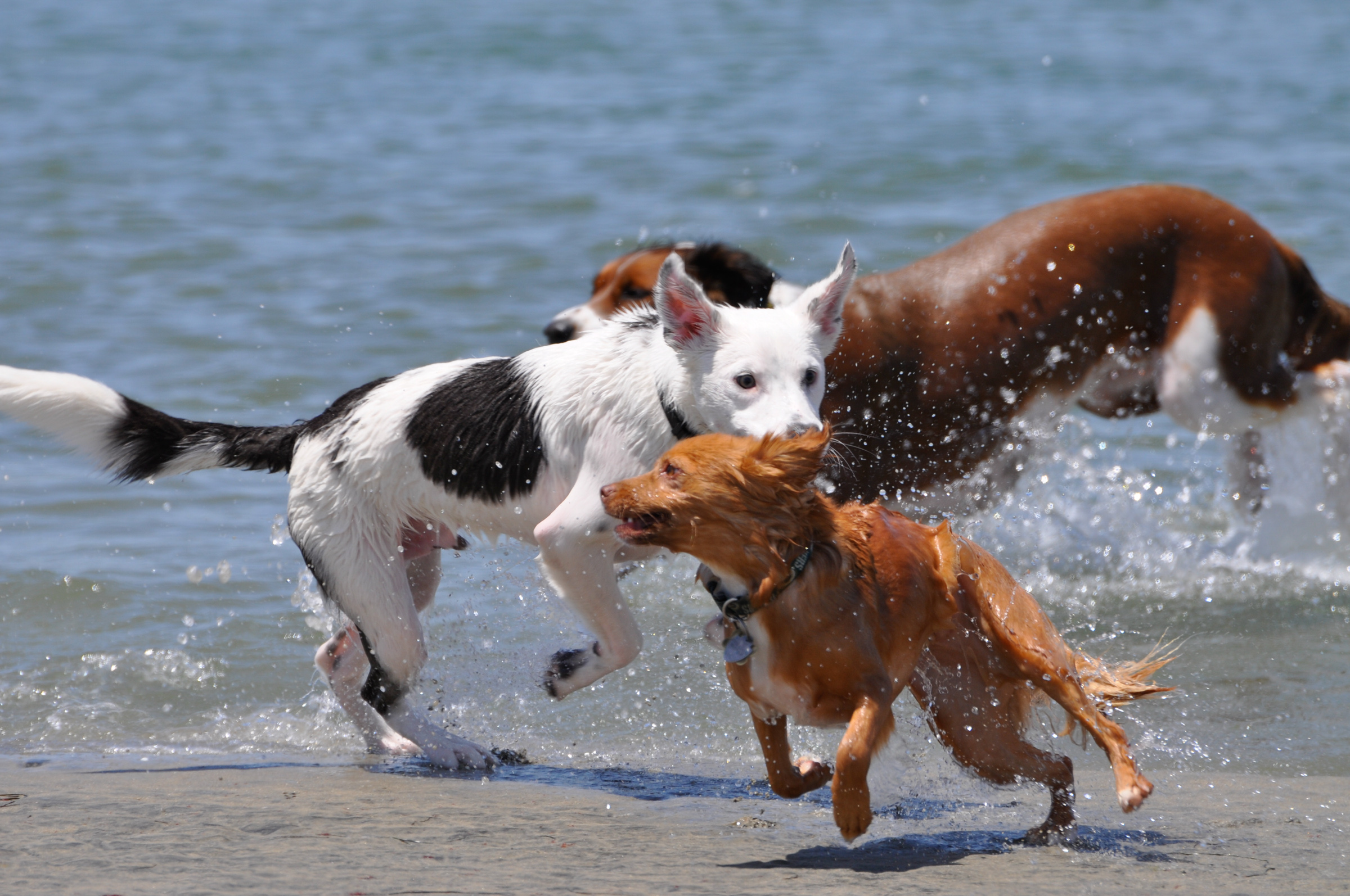 Three dogs of different sizes and colors chasing each other in the waves.