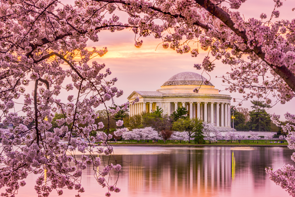 Cherry blossoms in Washington D.C.