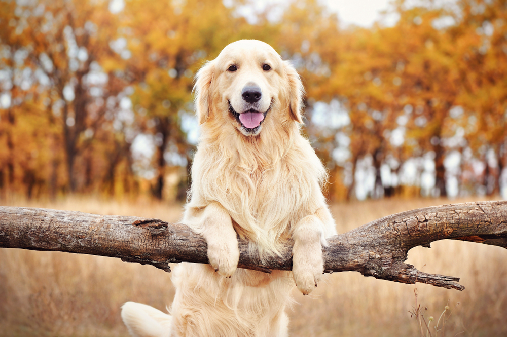 Golden retriever perched on a log surrounded by autumn leaves.