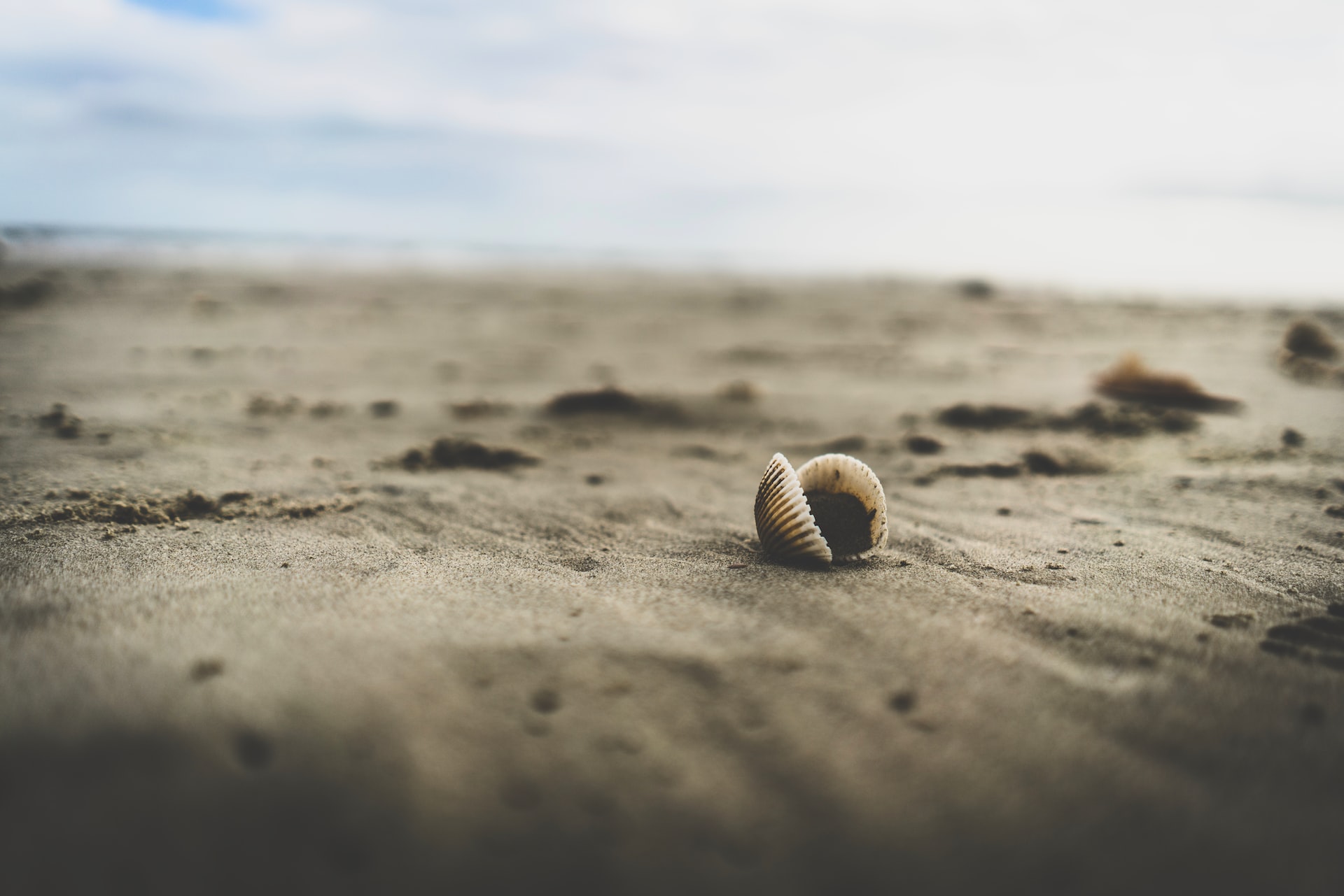 A close-up of a shell on the beach.