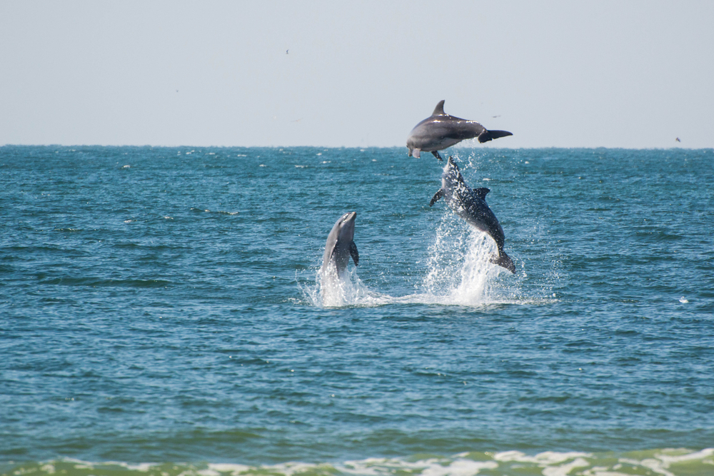 Three dolphins jumping together in the Gulf of Mexico.
